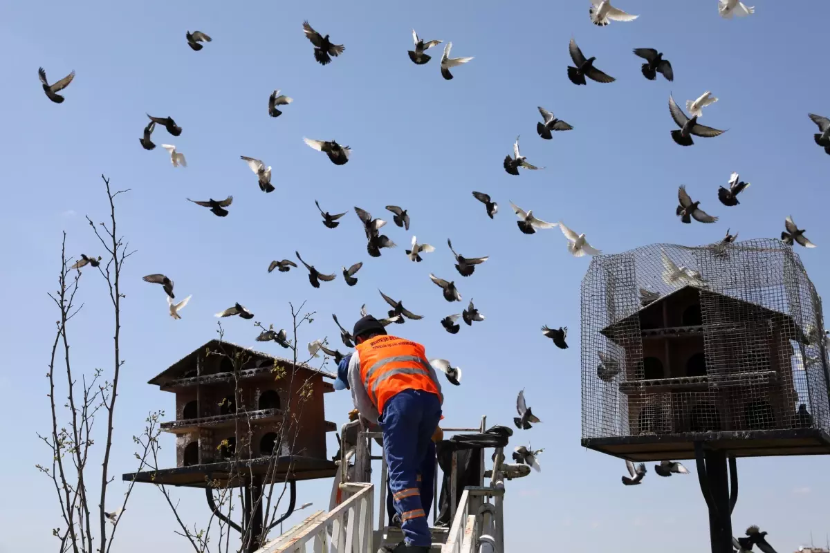 Kuş Yuvalarına Bahar Temizliği