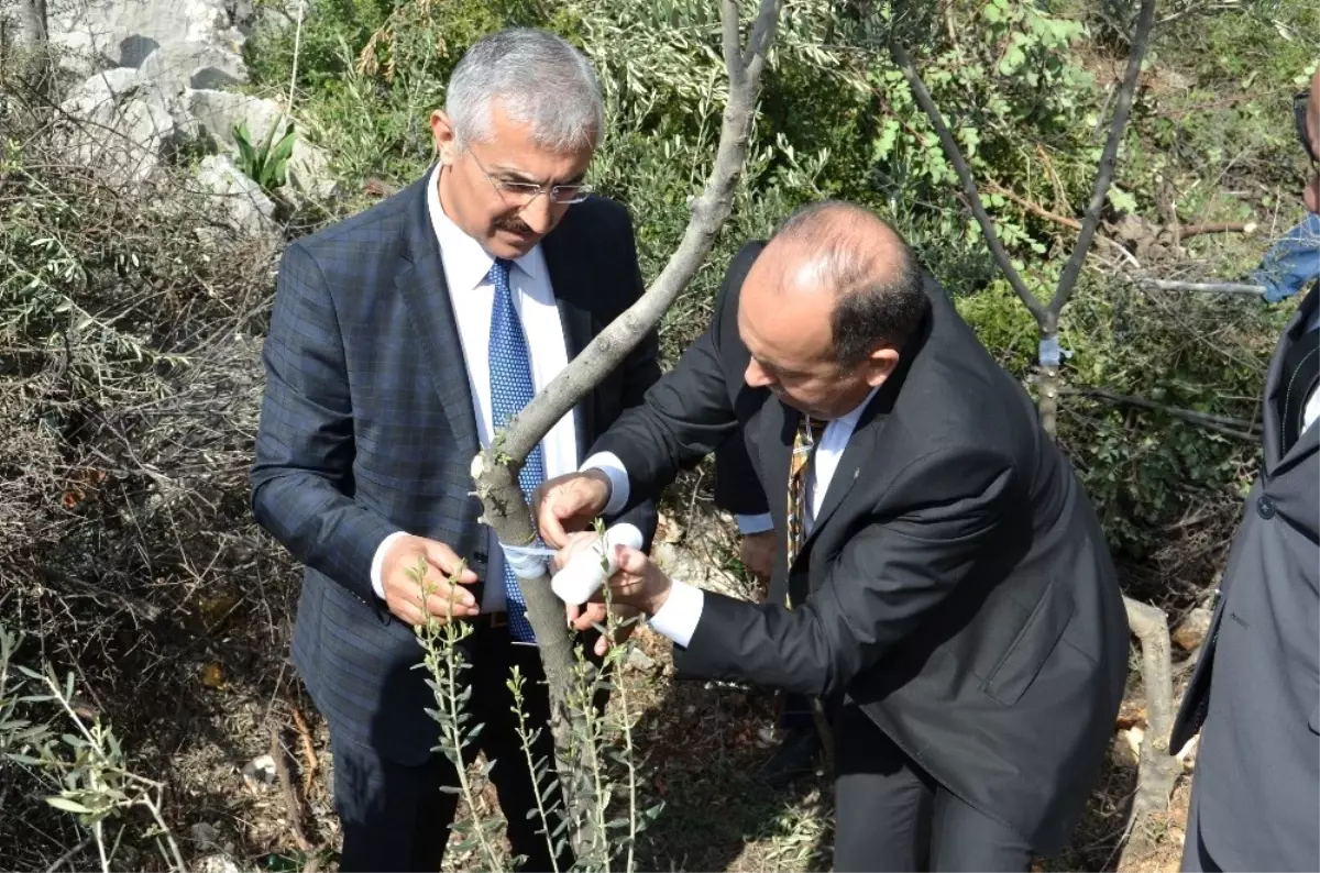 Mersin\'de 2017 Yabani Zeytin Aşılama Çalışmaları Başladı