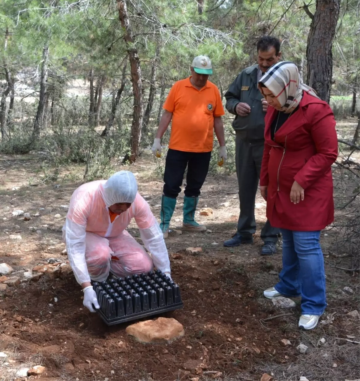 Ormanları Terminatör Böcekler Koruyacak