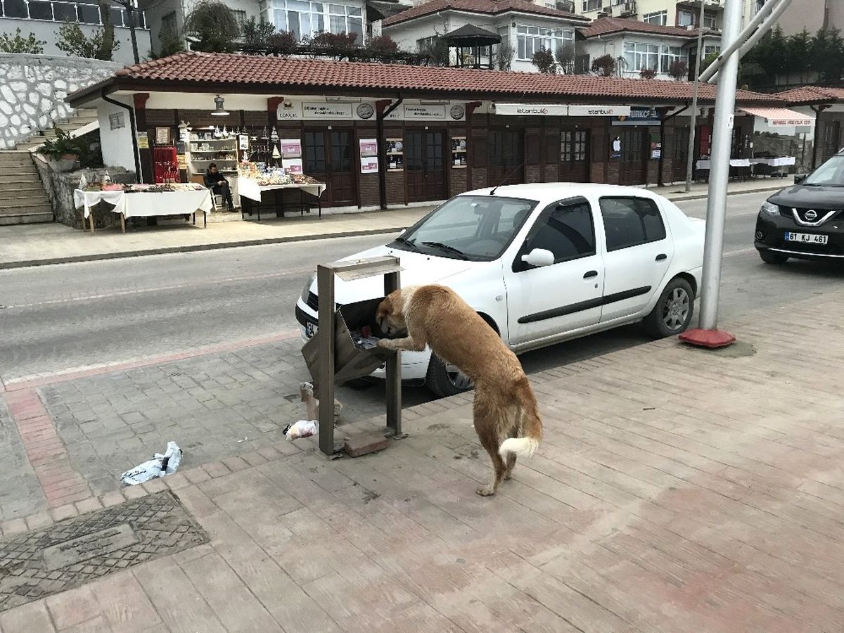 Aç Kalan Köpeğin, Sallanan Çöp Kovasıyla Mücadelesi
