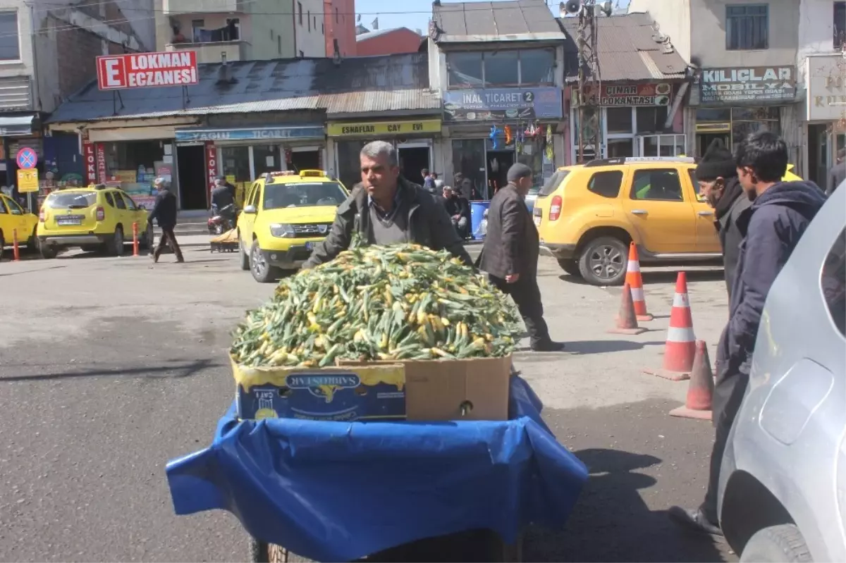 Ağrı\'da Çiriş Tezgahlardaki Yerini Aldı