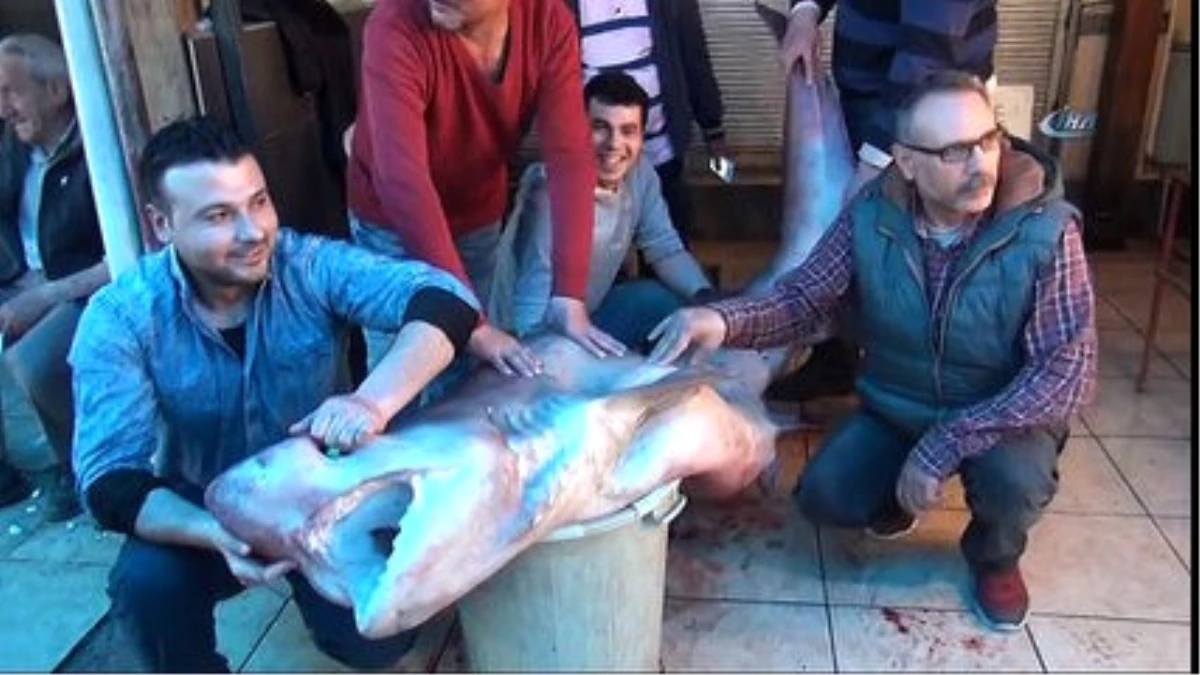 6 Saatlik Uğraşın Ardından 4 Metrelik Köpekbalığı Yakalandı