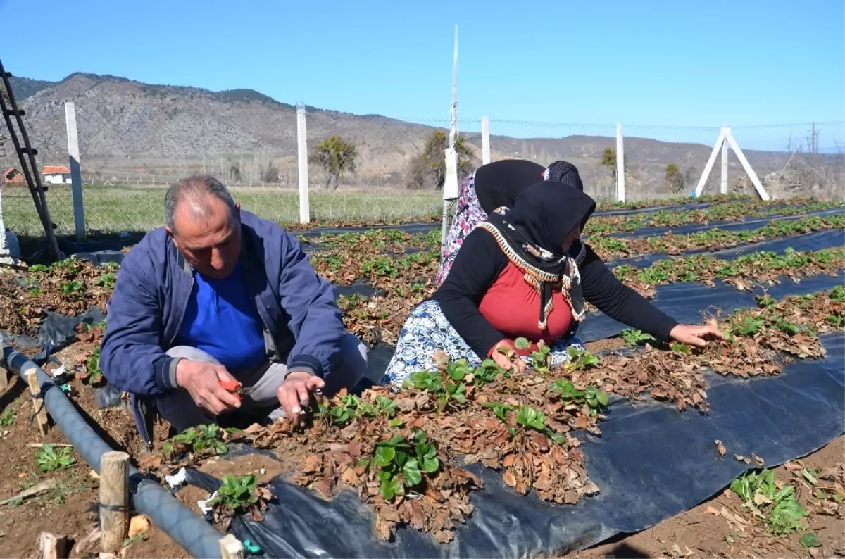 Çilek Üreticileri Yeni Sezon İçin Hazırlıklara Başladı