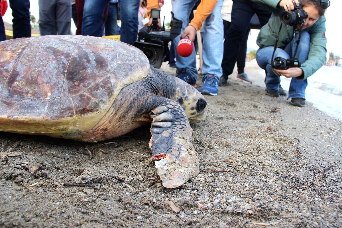 60 Yaşındaki Caretta Caretta Yeniden Denizde