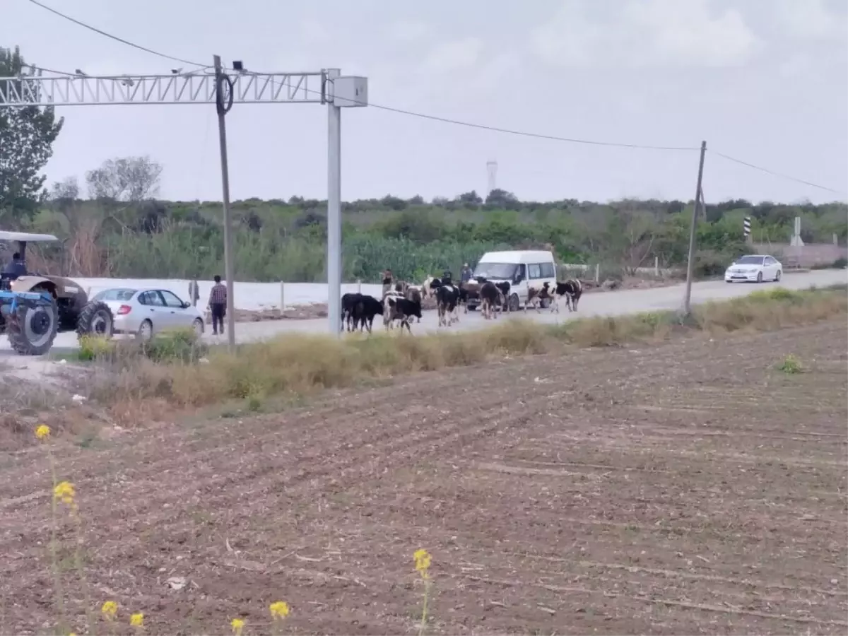 Bir İnek Sulama Kanalına Düştü, 13\'ü Peşinden Atladı