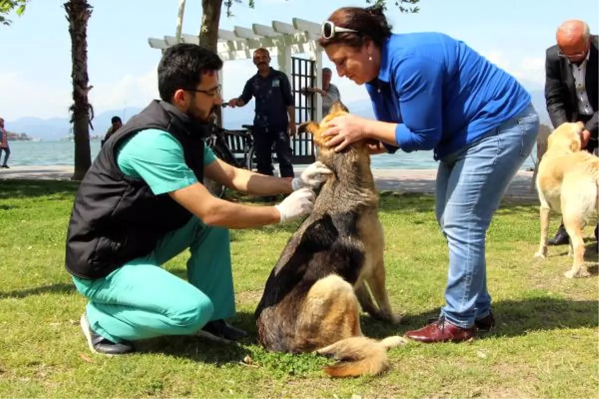 Fethiye\'de Sokak Hayvanları Aşılandı