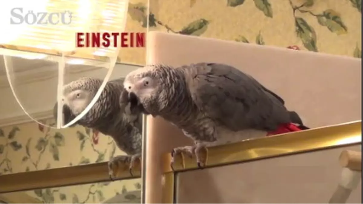 Taklit Konusunda Yeteneğiyle Büyüleyen Papağan