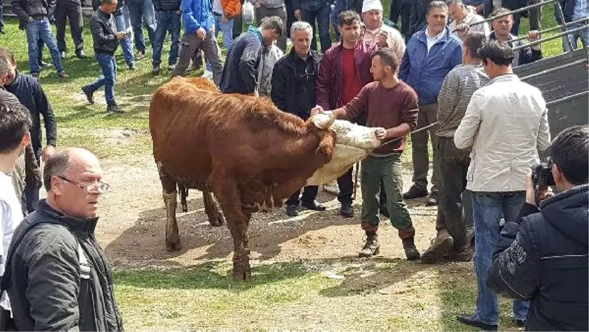 Tika, Kosovalı Çiftçinin Kalkınması İçin 100 Büyükbaş Hayvan Dağıttı