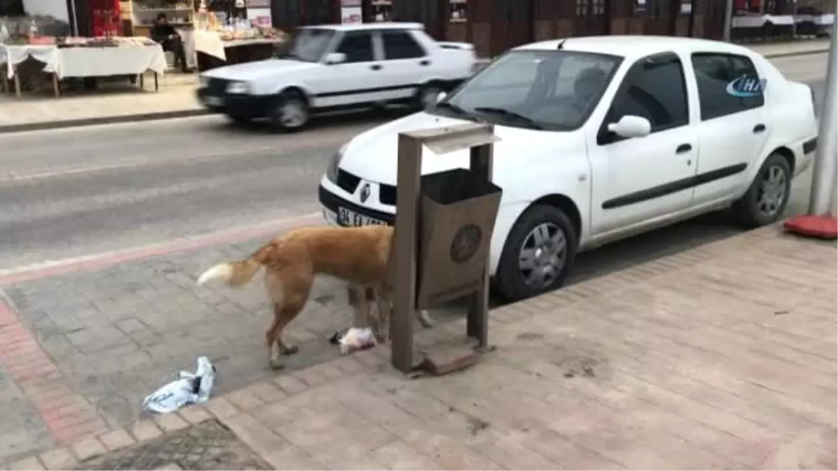 Aç Kalan Köpeğin, Sallanan Çöp Kovasıyla Mücadelesi