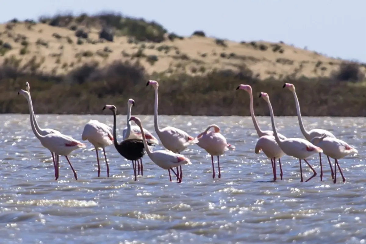 Adana\'da Siyah Flamingo Görüntülendi