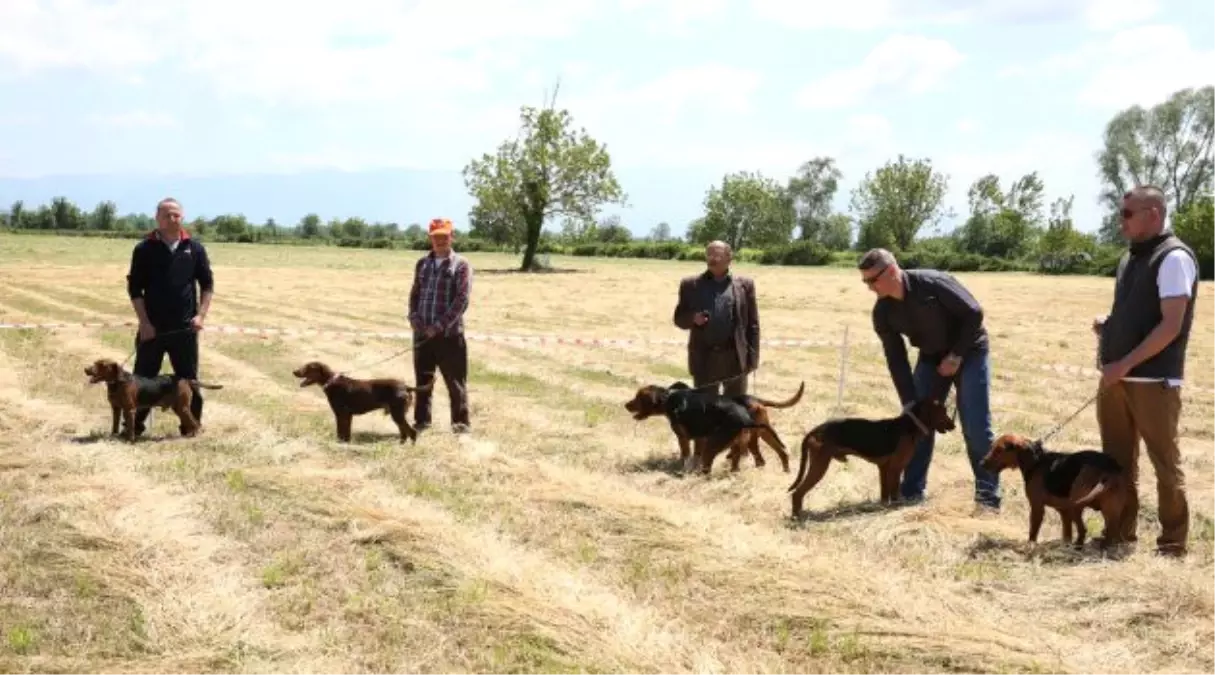 Fermalı Av Köpekleri Yarışması"