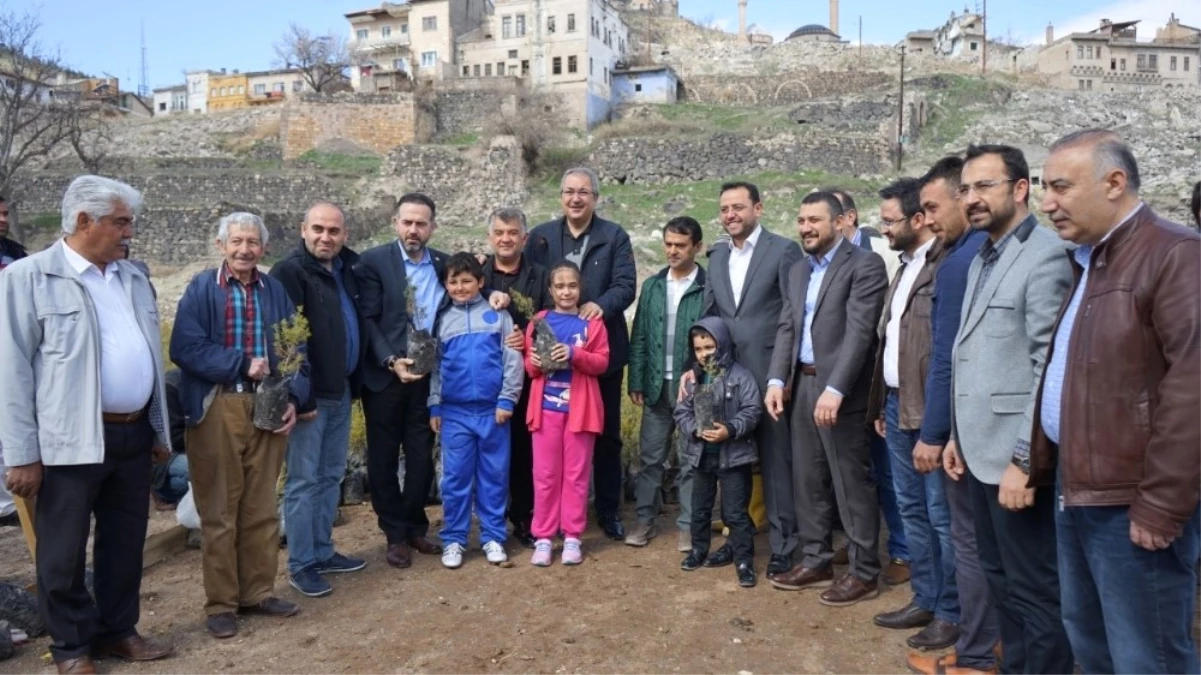 Nevşehir\'de 30 Bin Sedir Çam Fidanı Dağıtıldı