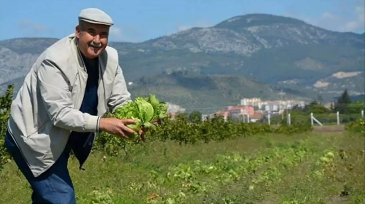 Tarlasına Ektiği Marula Alıcı Bulamadı