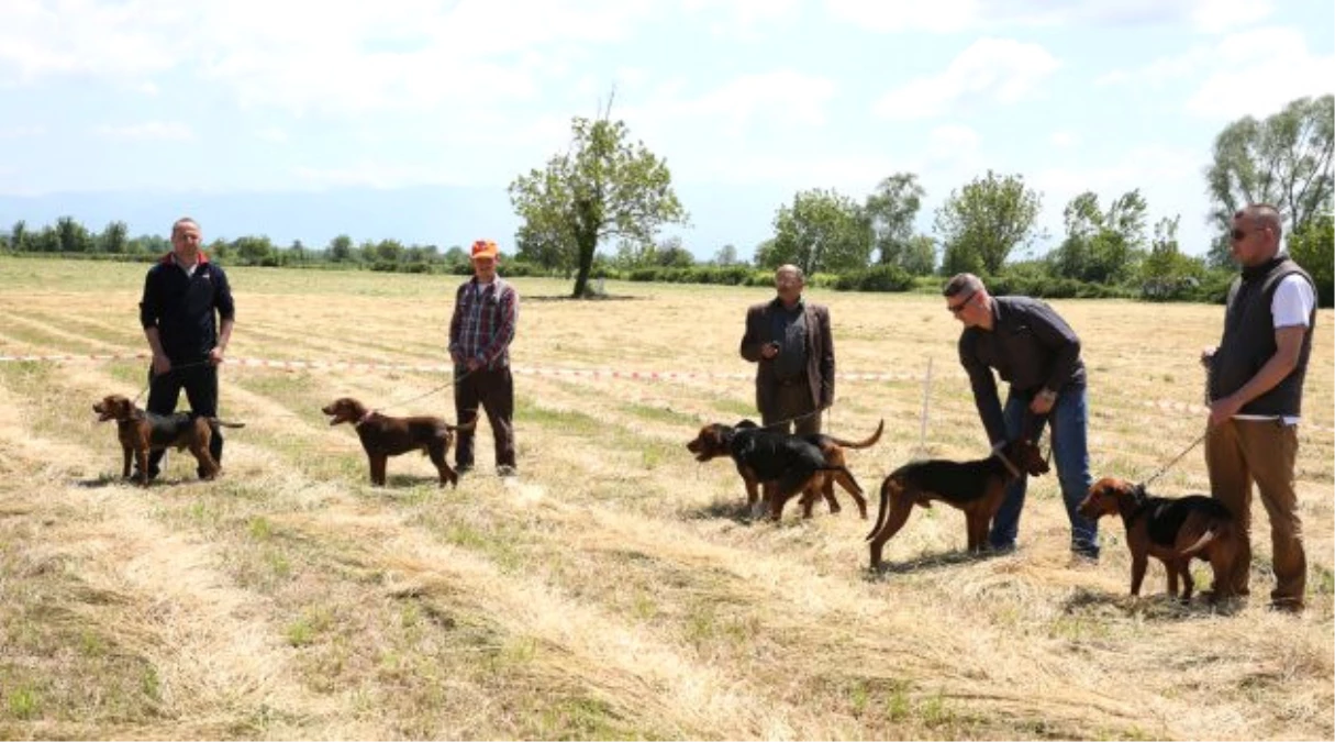 1. Fermalı, Secereli Av Köpekleri Yarışması Antalya\'da Yapıldı