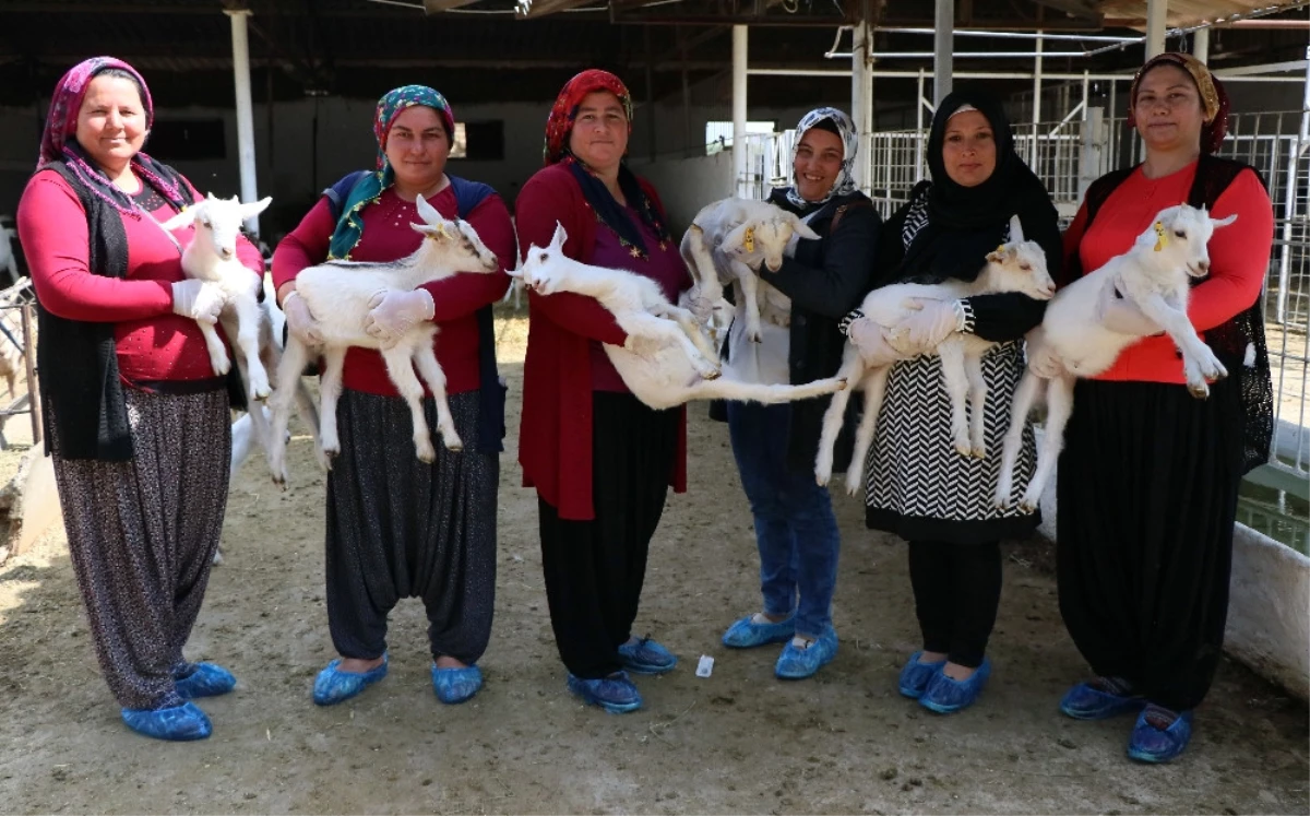 45 Kadın \'Uygulamalı Çobanlık Eğitimi\' Alıyor