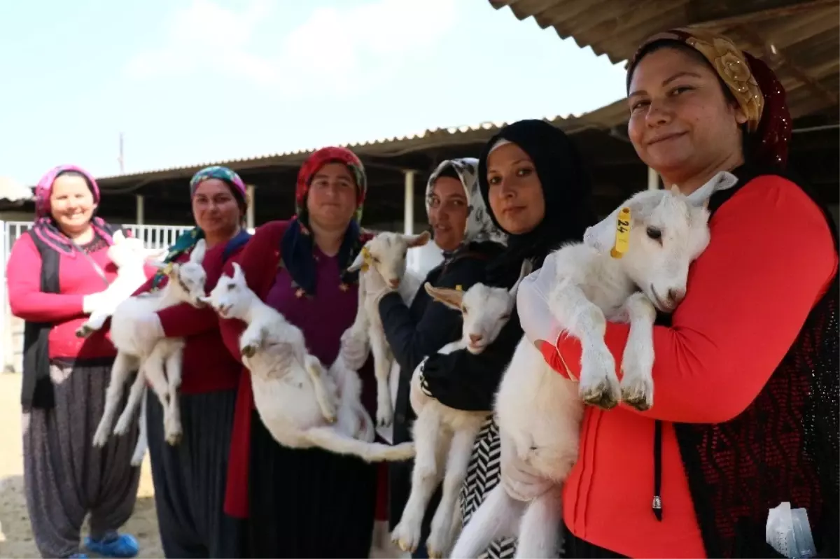 45 Kadına Uygulamalı Çobanlık Eğitimi