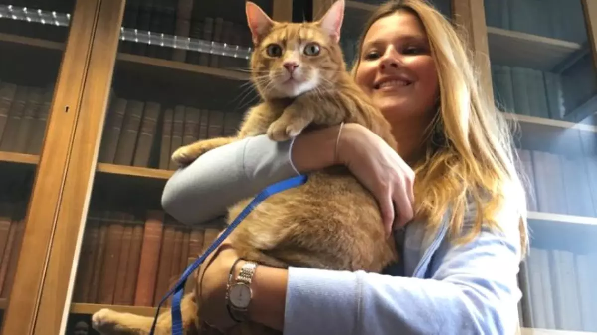 3 Bacaklı Kedi Cambridge Üniversitesi\'nin Maskotu Oldu