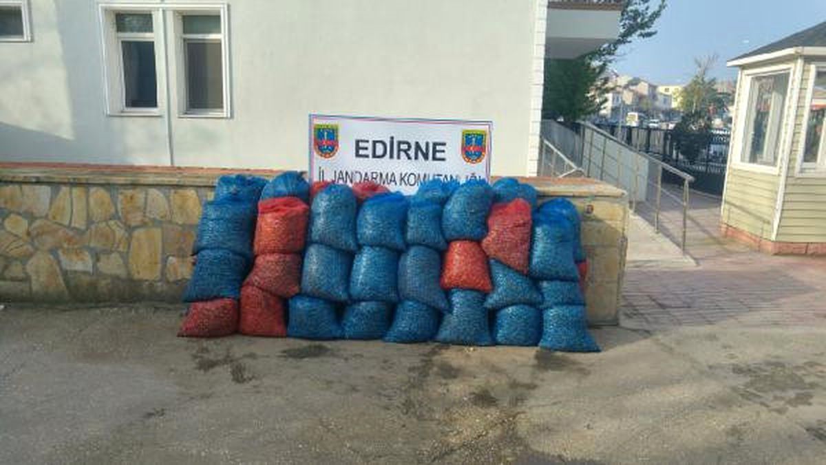 Edirne\'de 1 Ton Kaçak Midyeye 1208 Lira Ceza