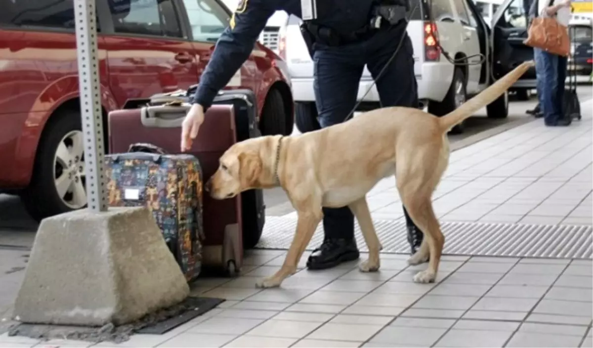 Görev Köpekleri İçin Sınav