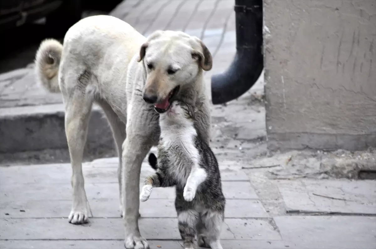 Kedi ile Köpeğin Dostluğu Şaşırtıyor