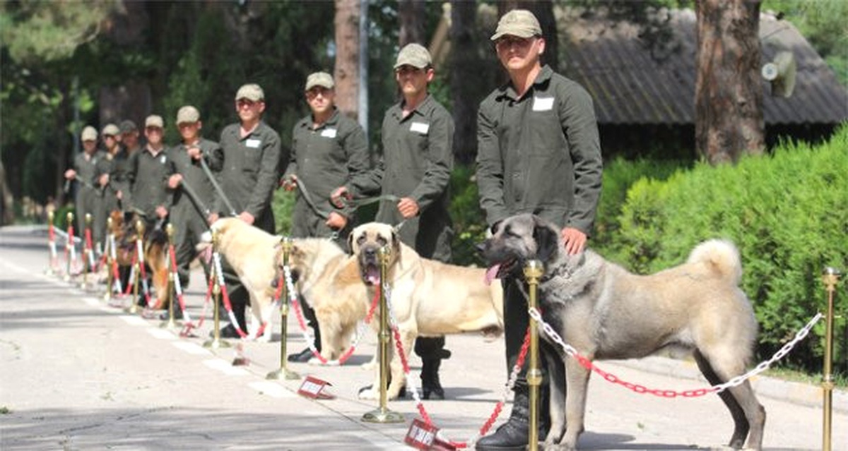 Köpeklerin Bombayla İmtihanı