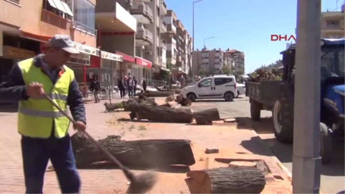 Manisa Caddedeki Çok Sayıda Ağacın Kesilmesi Tepki Topladı