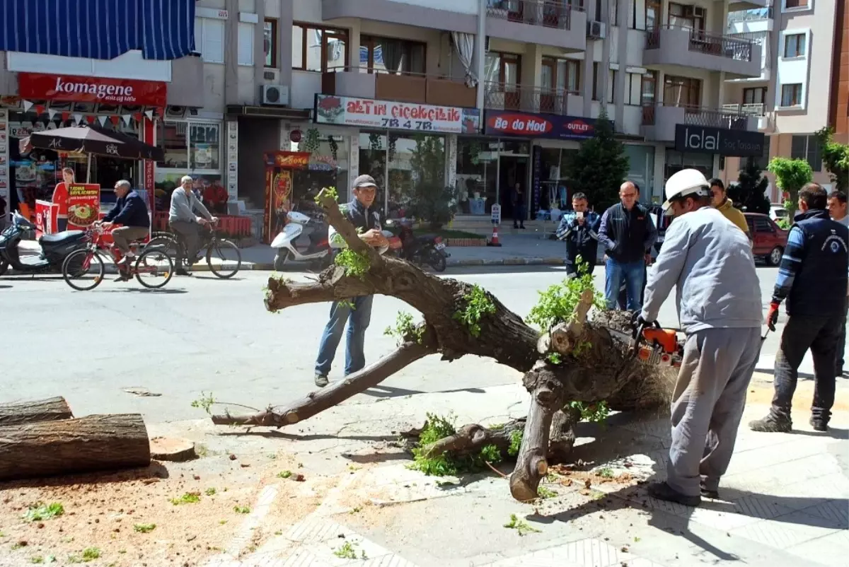 Salihli\'de, Cadde Düzenlemesinde Ağaçlar Kesildi