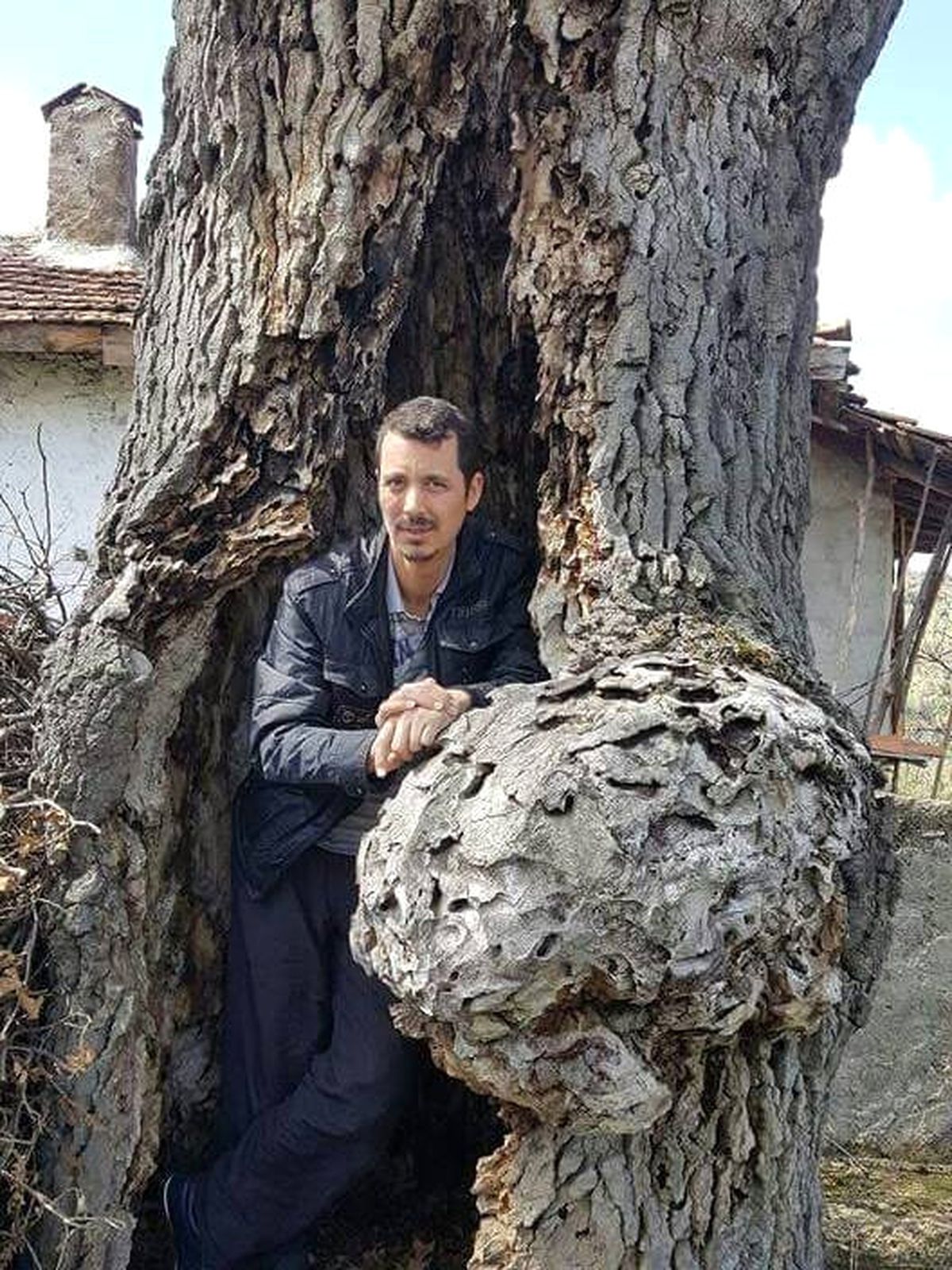 5 Asırlık Meşe Ağacı