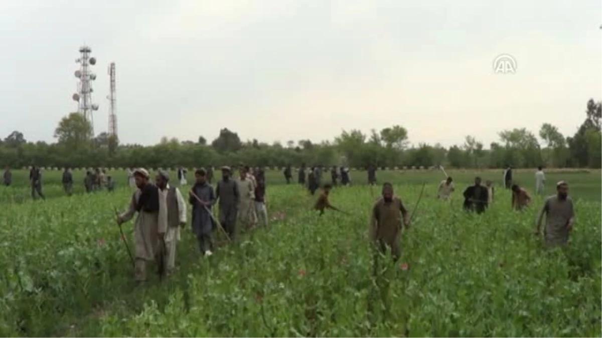 Afganistan\'da Bin 500 Dönüm Arazi Haşhaştan Temizlendi