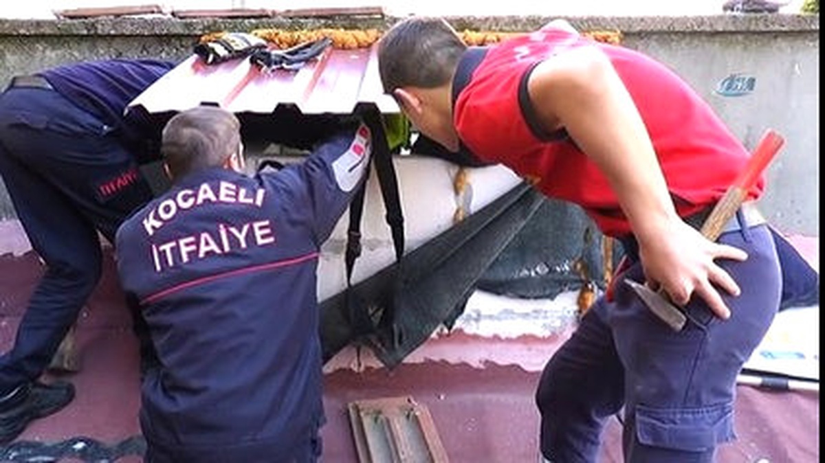 Bacaya Sıkışan Kedi Yavrularını İtfaiye Kurtardı