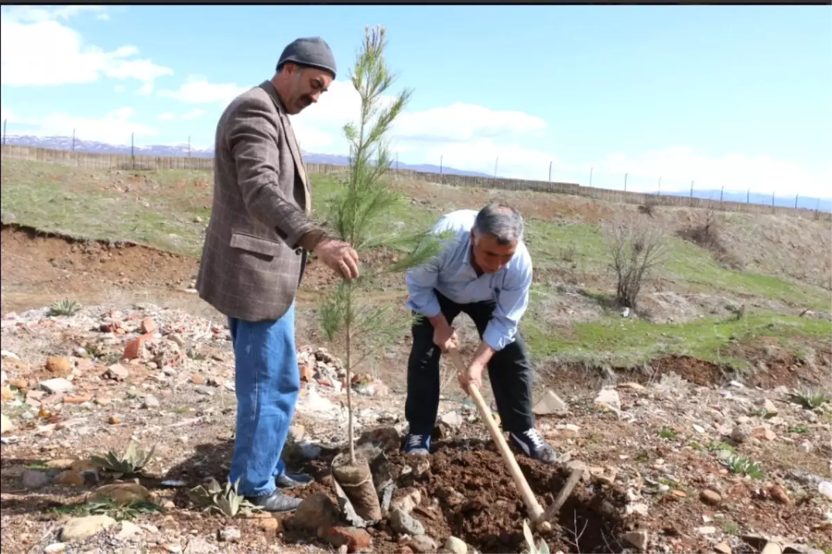 Çam Fidanları Toprakla Buluşturuldu