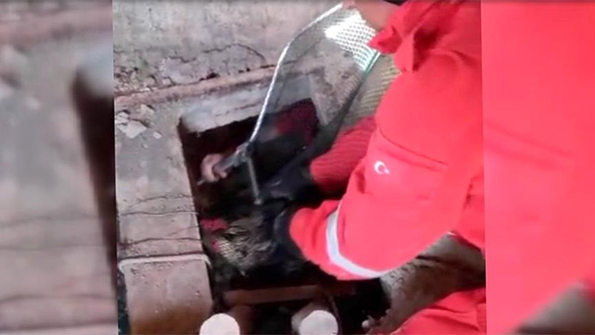 Kuyuya Düşen Horozu Akut Kurtardı