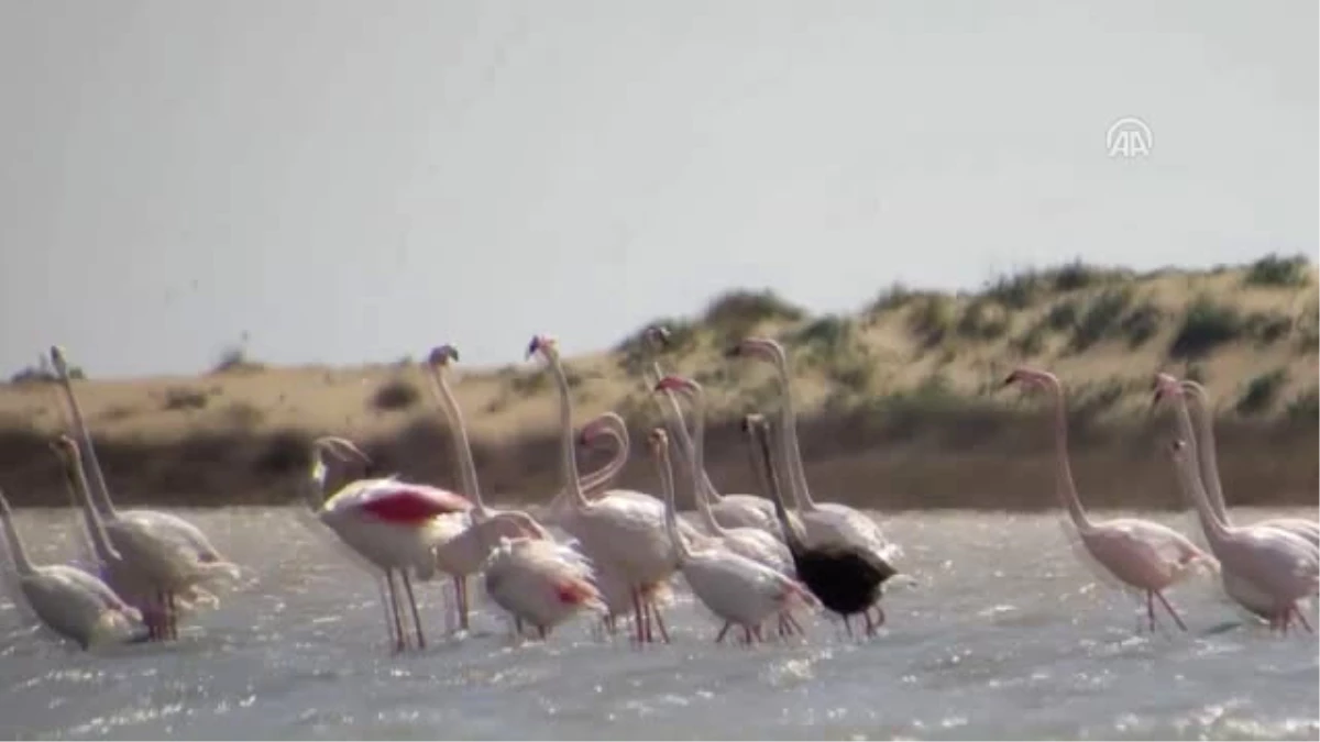 Video Footage Of Rare Black Flamingo Captured In Turkey