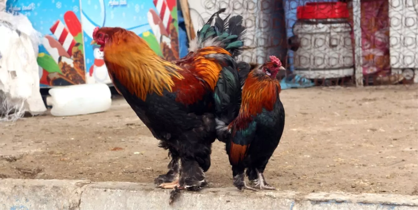 Ağrı\'dan Horoz ve Tavuk Ihracatı