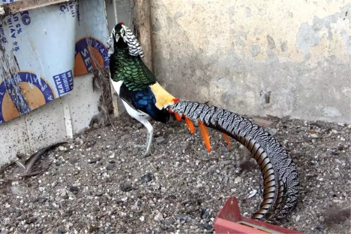 Bu Horoz Diğerlerinden Çok Farklı