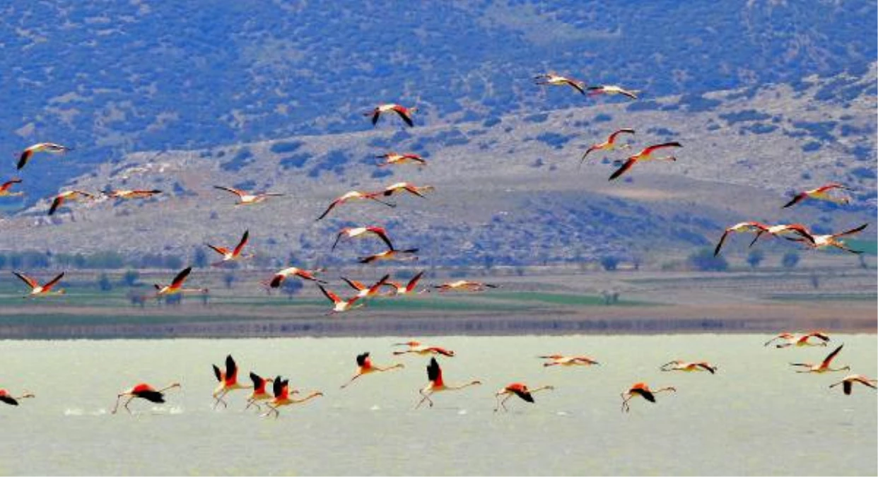 Göller Yöresi\'nin Misafir Flamingoları