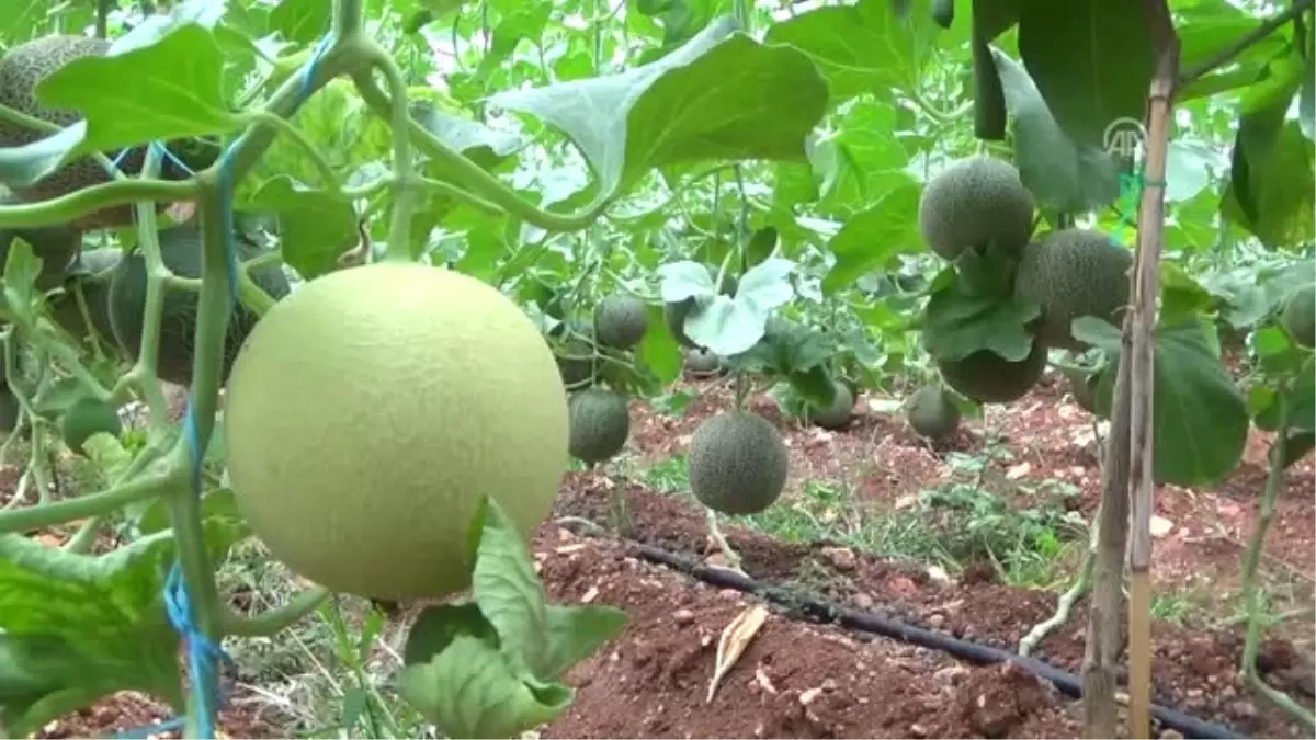 Örtü Altı Kavun, Üreticisini Sevindirdi