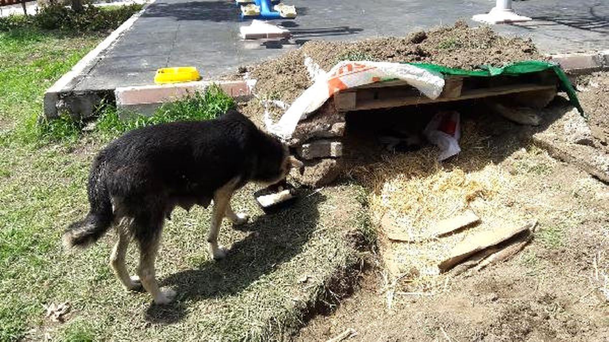 Yavru Köpeklere Polis Sahip Çıktı