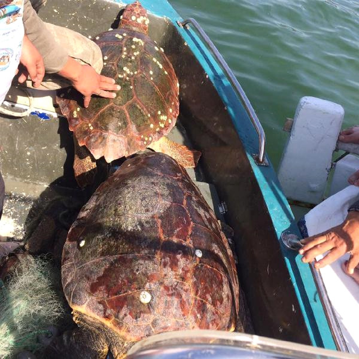 Ağa Takılan 2 Caretta Caretta Kurtarıldı