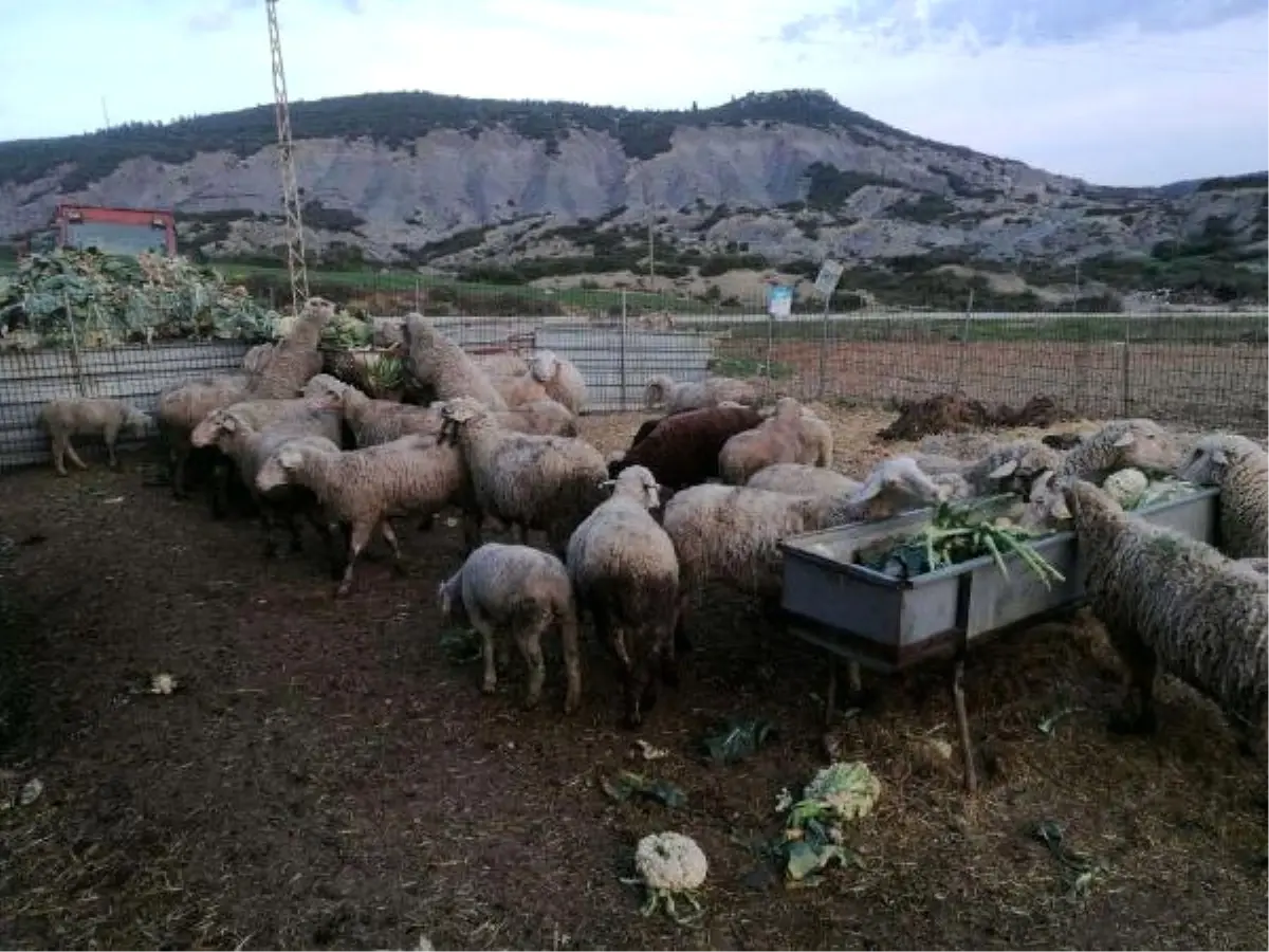 Ağılındaki 30 Koyunu Çalındı