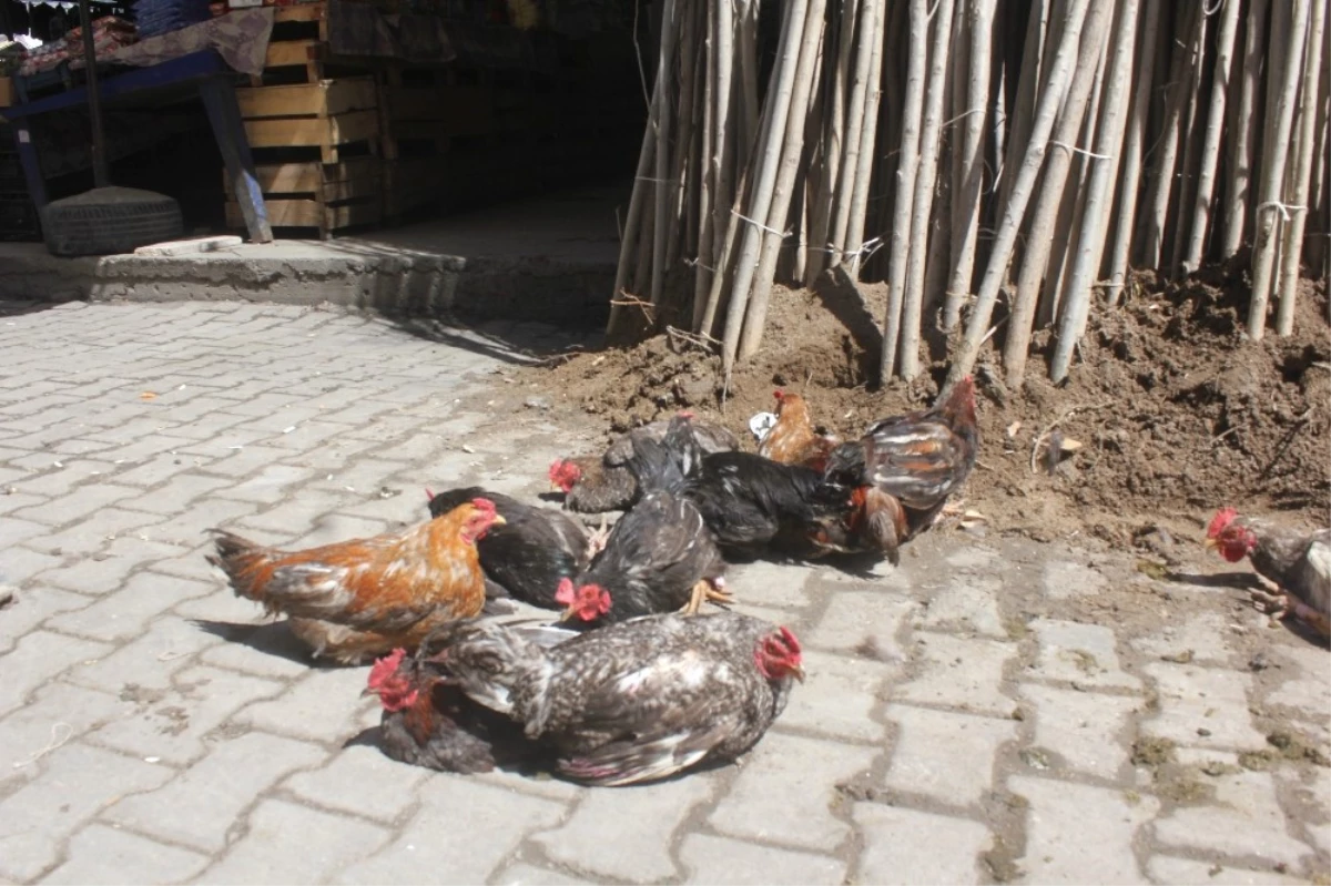 Ağrı\'da Evinde Beslediği Tavuk ve Horozları Pazarda Satıyor