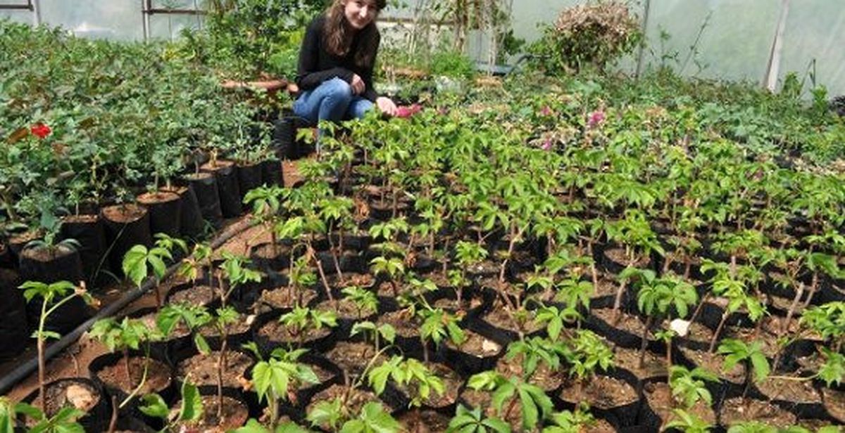 Artvin\'de 600 Fidanlık Meyve Ormanı Oluşturuldu