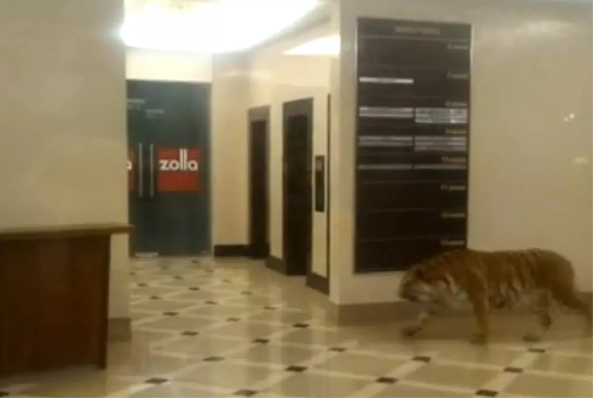 Avm\'de Sibirya Kaplanı