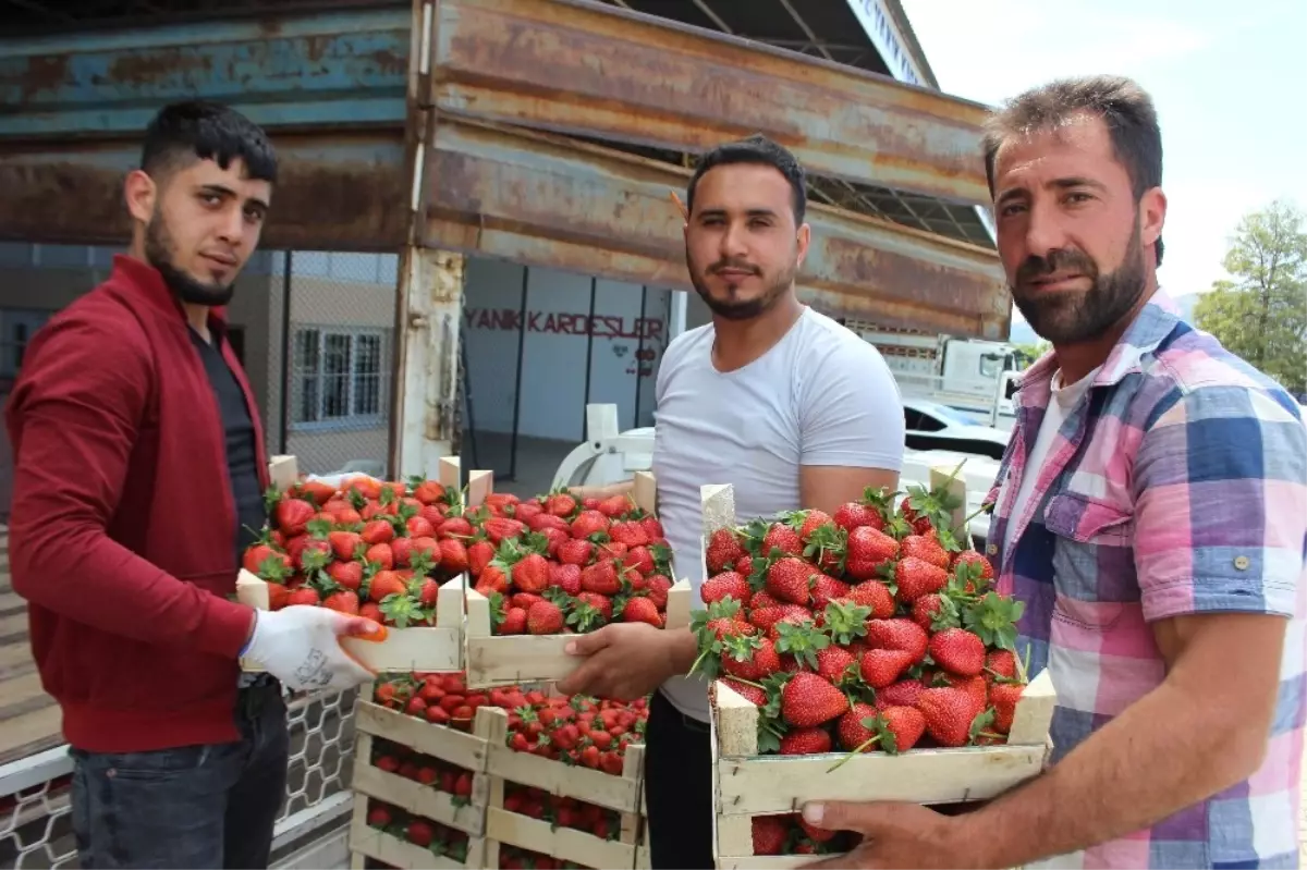 Aydın\'da Çilek Sezonu Başladı