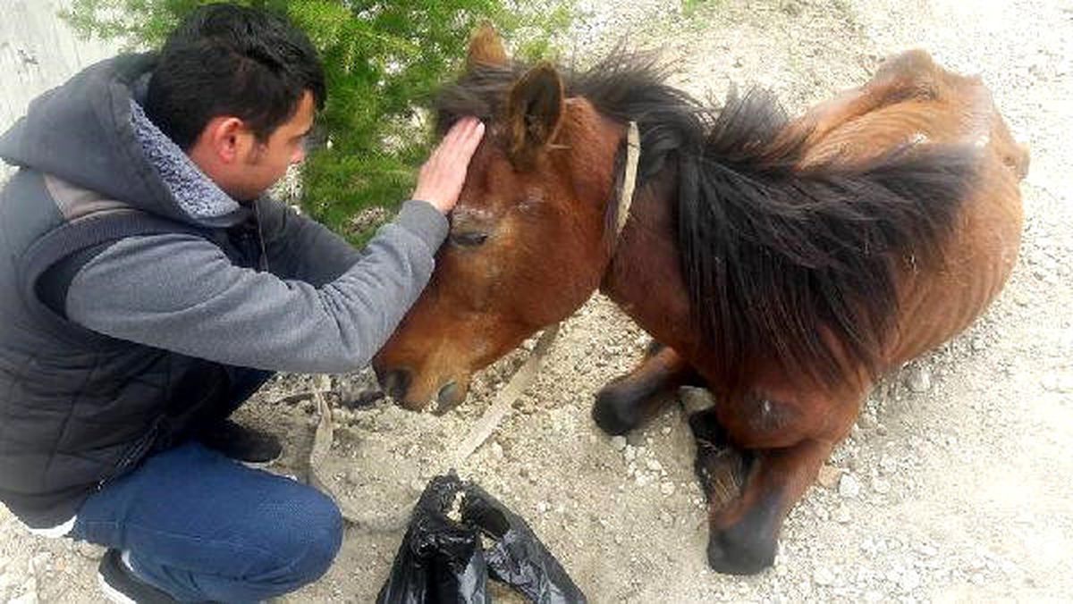 Bitkin Bulunan At Sahibinden Alınıp Tedaviye Götürüldü
