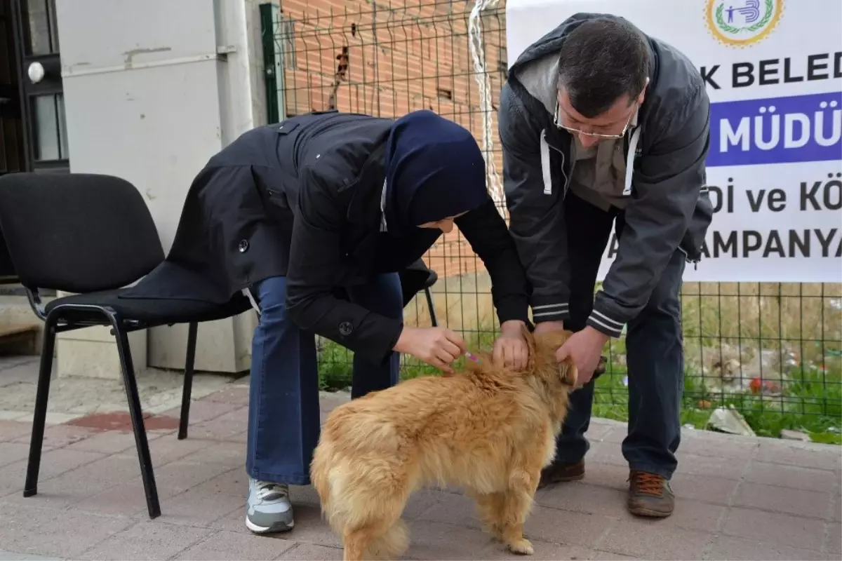 Bozüyük\'te Belediyeden Köpeklere Ücretsiz Kuduz Aşısı