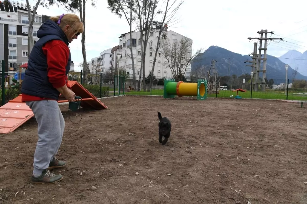 Köpek Oyun Parkının Üçüncüsü Liman\'a