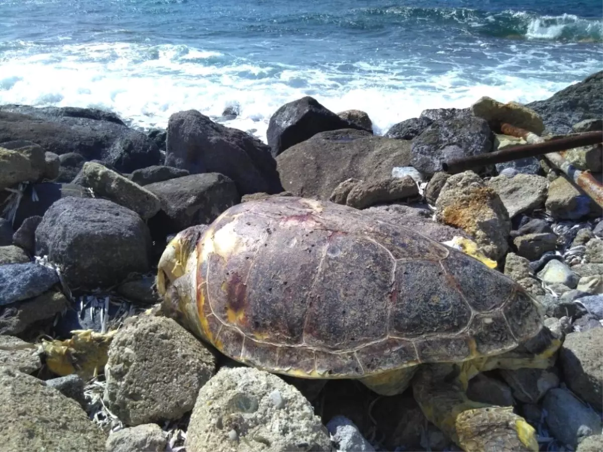 Muğla\'da Ağa Takılan İki Caretta Caretta Kurtarıldı