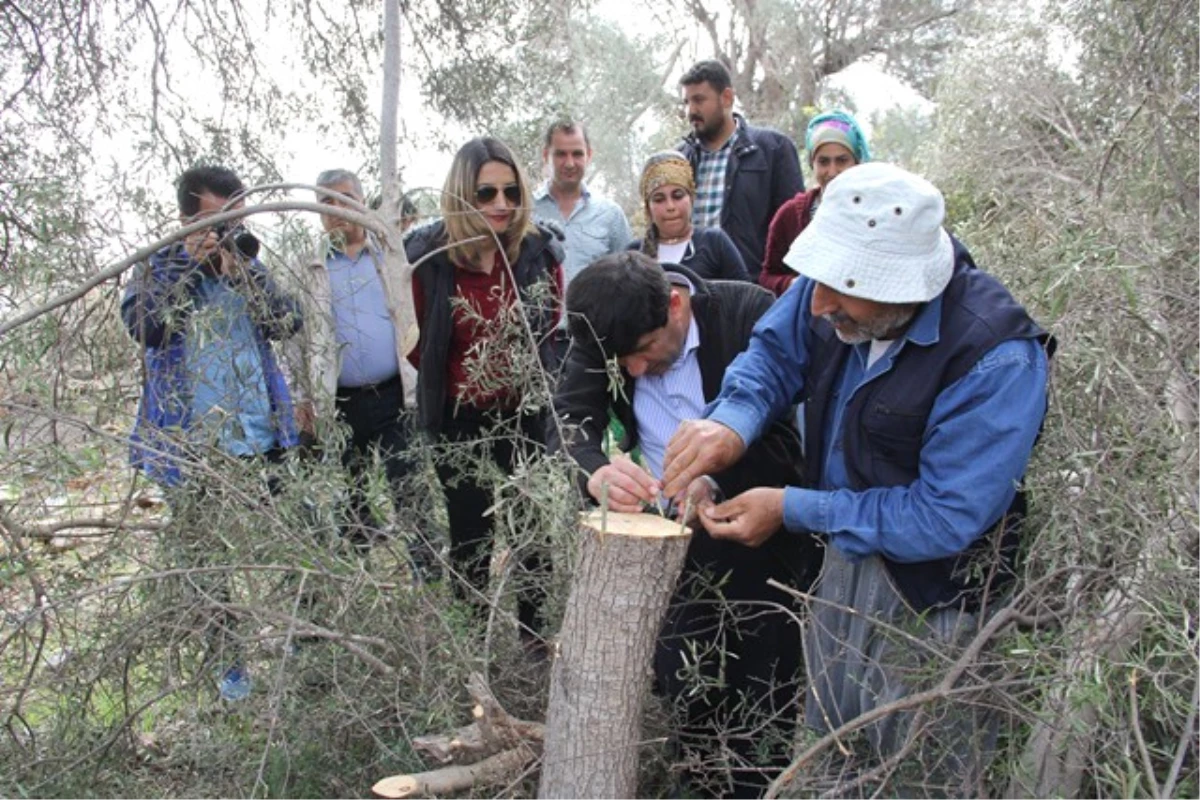 Adana\'da 15 Bin Zeytin Ağacı Aşılanacak
