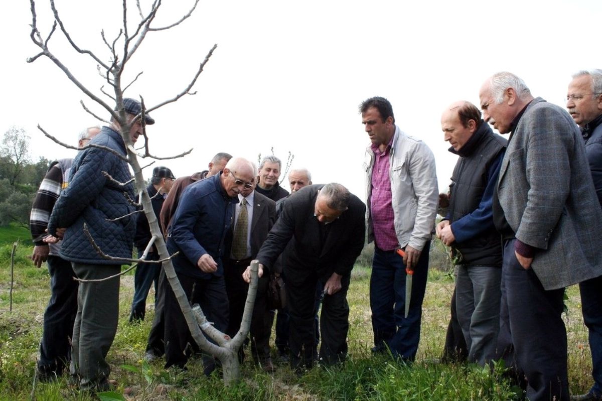 Bursalı İncir Üreticilerine Budama Eğitimi